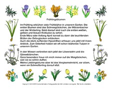 Abschreibtext-Frühlingsblumen.pdf